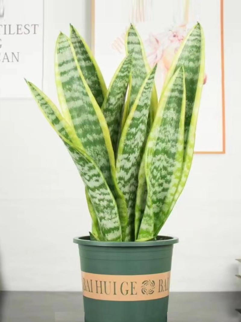 虎皮兰适合摆放在什么位置?虎皮兰宜放在什么位置?-第4张图片-优品飞百科 虎皮兰适合摆放在什么位置?虎皮兰宜放在什么位置?-第4张图片-优品飞百科