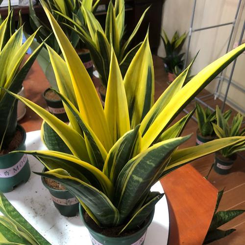 虎皮兰适合摆放在什么位置?虎皮兰宜放在什么位置?-第5张图片-优品飞百科 虎皮兰适合摆放在什么位置?虎皮兰宜放在什么位置?-第5张图片-优品飞百科