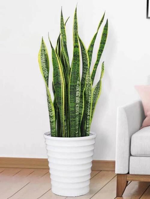 虎皮兰适合摆放在什么位置?虎皮兰宜放在什么位置?-第6张图片-优品飞百科 虎皮兰适合摆放在什么位置?虎皮兰宜放在什么位置?-第6张图片-优品飞百科