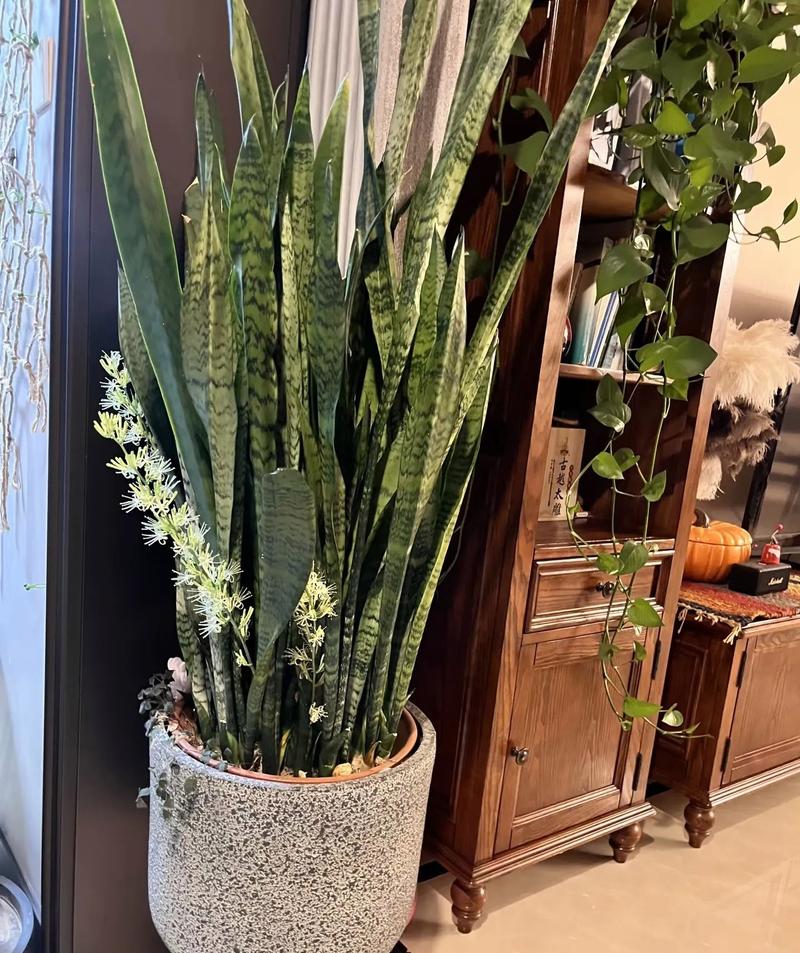 虎皮兰适合摆放在什么位置?虎皮兰宜放在什么位置?-第7张图片-优品飞百科 虎皮兰适合摆放在什么位置?虎皮兰宜放在什么位置?-第7张图片-优品飞百科