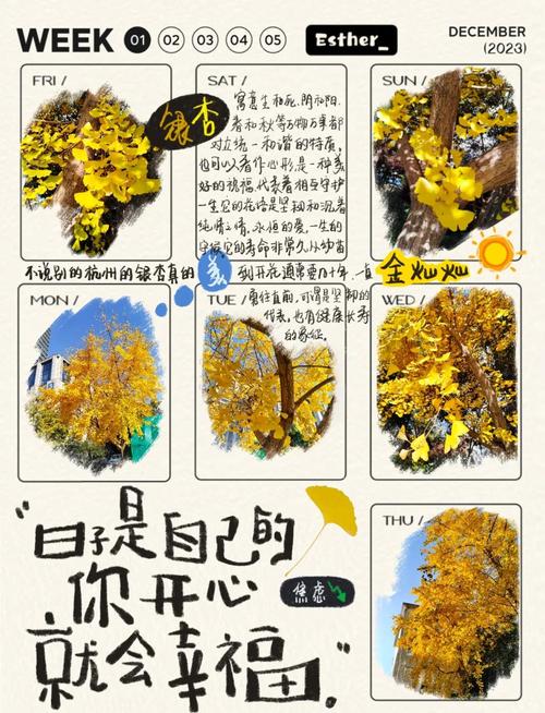 银杏叶寓意？银杏叶的寓意和风水？-第1张图片-优品飞百科