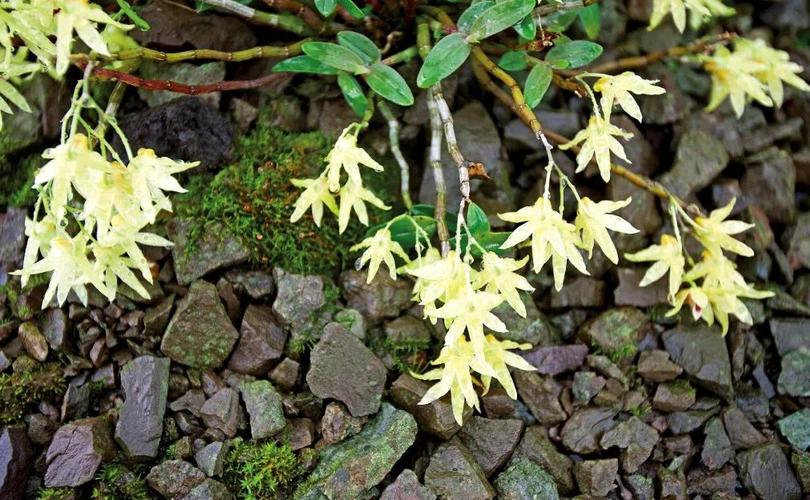 环草石斛的主要价值,环草石斛图片?-第2张图片-优品飞百科 环草石斛的主要价值,环草石斛图片?-第2张图片-优品飞百科