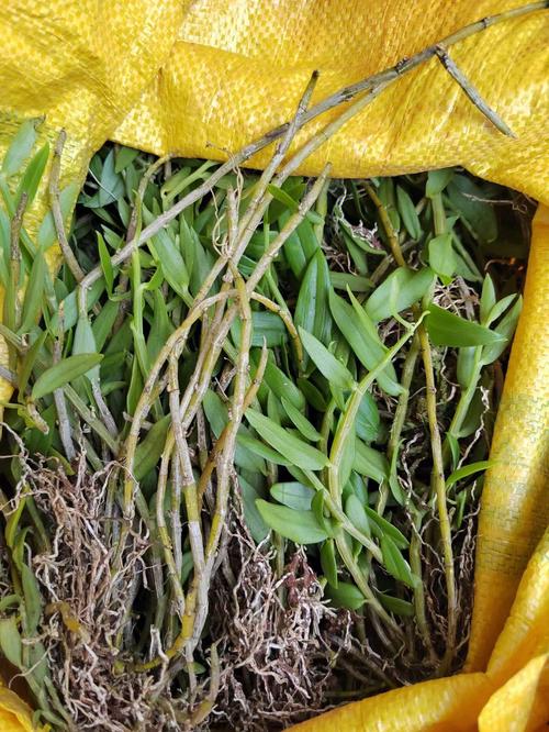 环草石斛的主要价值,环草石斛图片?-第3张图片-优品飞百科 环草石斛的主要价值,环草石斛图片?-第3张图片-优品飞百科