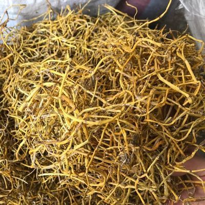 环草石斛的主要价值,环草石斛图片?-第4张图片-优品飞百科 环草石斛的主要价值,环草石斛图片?-第4张图片-优品飞百科