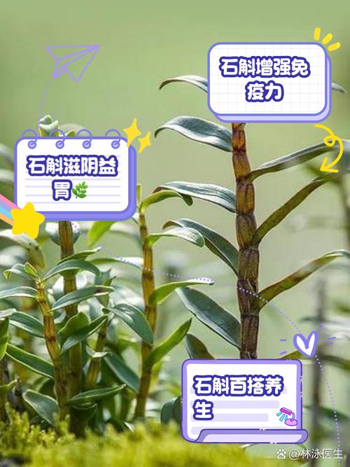 环草石斛的主要价值,环草石斛图片?-第5张图片-优品飞百科 环草石斛的主要价值,环草石斛图片?-第5张图片-优品飞百科