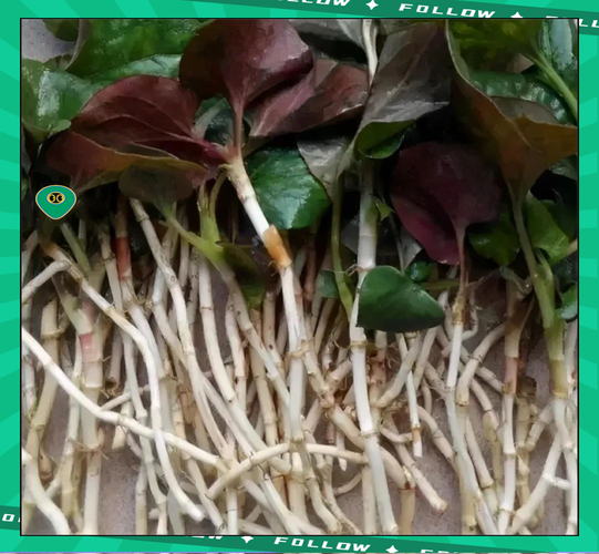 蕺菜的功效与作用，蕺菜的功效和作用-第2张图片-优品飞百科