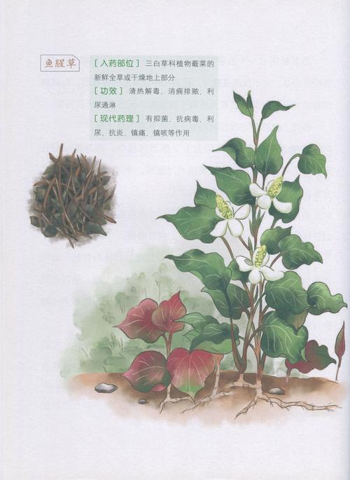 蕺菜的功效与作用，蕺菜的功效和作用-第4张图片-优品飞百科