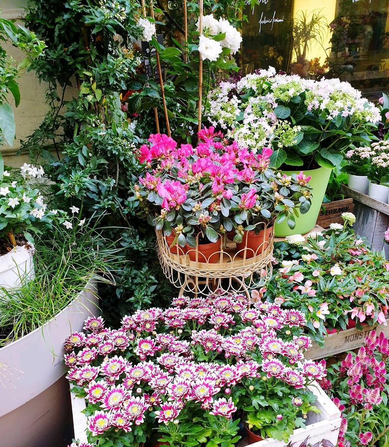 7种象征吉祥好运的花，7种象征吉祥好运的花有哪些？-第1张图片-优品飞百科