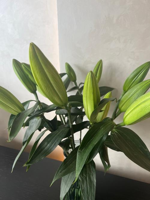 百合花能放卧室吗，百合花能放卧室吗冬天-第1张图片-优品飞百科