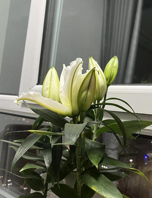 百合花能放卧室吗，百合花能放卧室吗冬天-第3张图片-优品飞百科