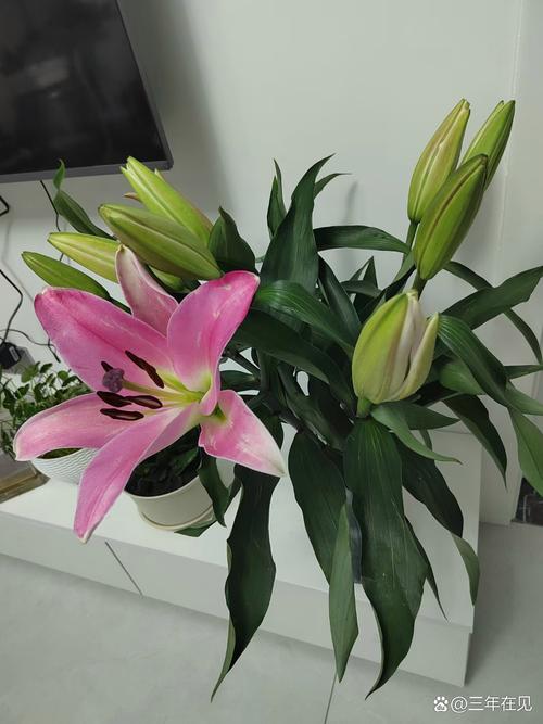 百合花能放卧室吗，百合花能放卧室吗冬天-第5张图片-优品飞百科