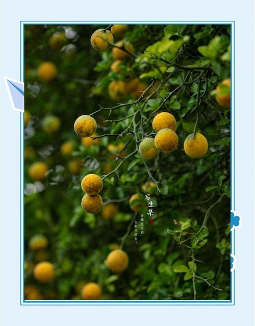 枳的养殖方法和注意事项？枳椇怎么种植？-第1张图片-优品飞百科