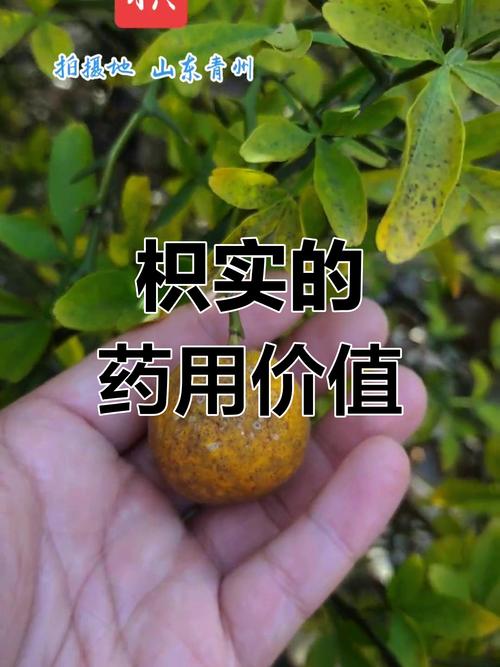 枳的养殖方法和注意事项？枳椇怎么种植？-第2张图片-优品飞百科