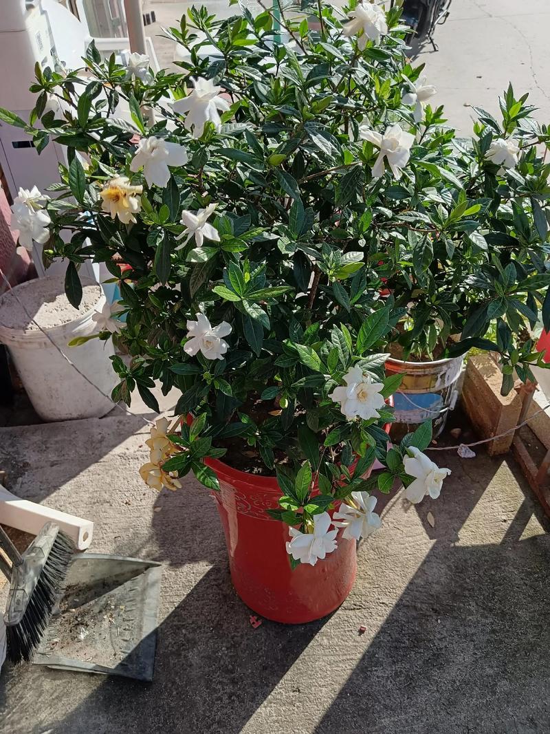 枳的养殖方法和注意事项？枳椇怎么种植？-第3张图片-优品飞百科