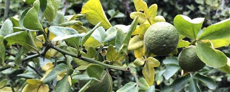 枳的养殖方法和注意事项？枳椇怎么种植？-第4张图片-优品飞百科