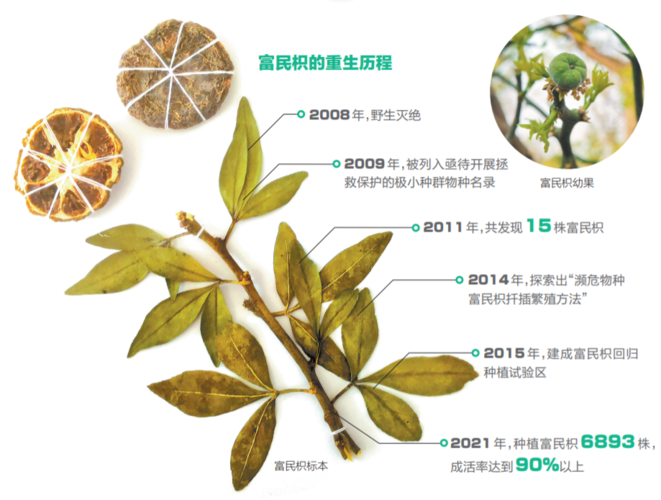 枳的养殖方法和注意事项？枳椇怎么种植？-第5张图片-优品飞百科