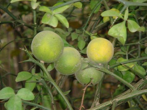 枳的养殖方法和注意事项？枳椇怎么种植？-第6张图片-优品飞百科