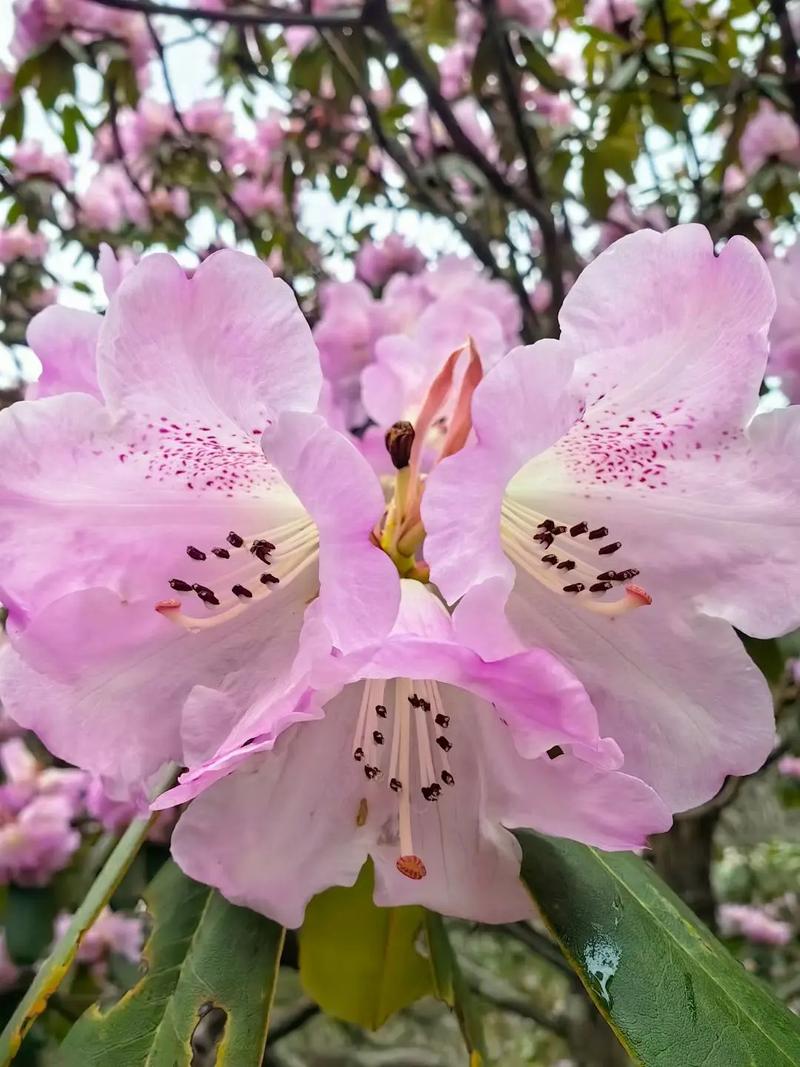 嘉峪关适合养什么花，市花和市树是什么，嘉峪关适合生活吗