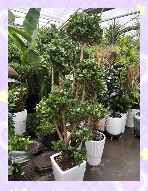 嘉峪关适合养什么花,市花和市树是什么,嘉峪关适合生活吗-第3张图片-优品飞百科 嘉峪关适合养什么花,市花和市树是什么,嘉峪关适合生活吗-第3张图片-优品飞百科