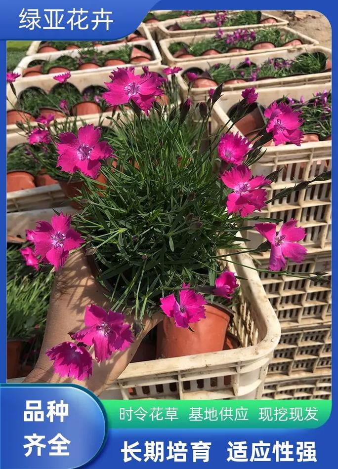 嘉峪关适合养什么花,市花和市树是什么,嘉峪关适合生活吗-第4张图片-优品飞百科 嘉峪关适合养什么花,市花和市树是什么,嘉峪关适合生活吗-第4张图片-优品飞百科