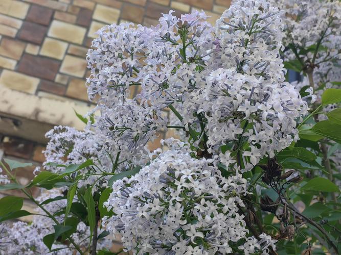 嘉峪关适合养什么花,市花和市树是什么,嘉峪关适合生活吗-第5张图片-优品飞百科 嘉峪关适合养什么花,市花和市树是什么,嘉峪关适合生活吗-第5张图片-优品飞百科