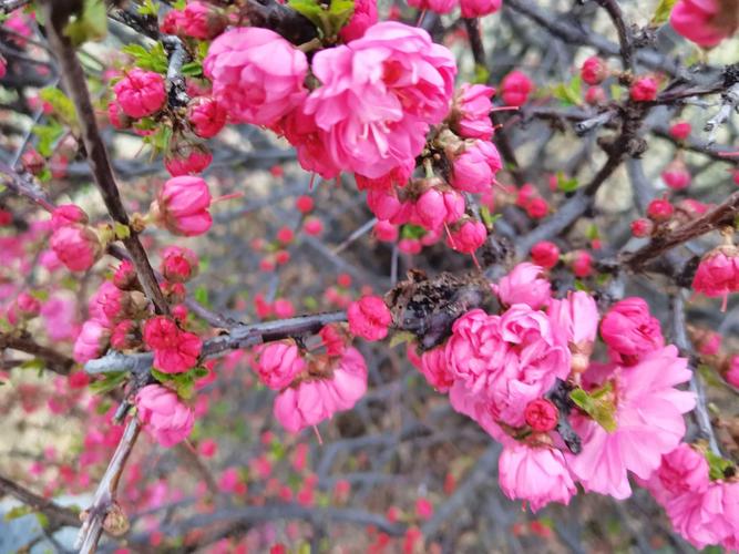 嘉峪关适合养什么花,市花和市树是什么,嘉峪关适合生活吗-第7张图片-优品飞百科 嘉峪关适合养什么花,市花和市树是什么,嘉峪关适合生活吗-第7张图片-优品飞百科