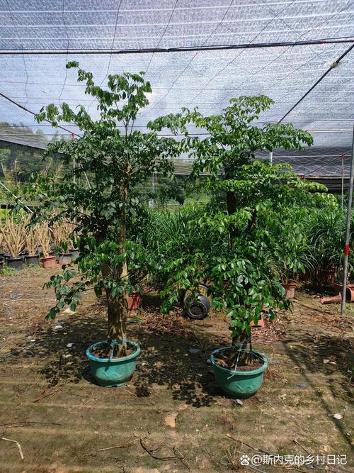 幸福树与富贵树的区别，富贵树和幸福树的养殖方法和注意事项？