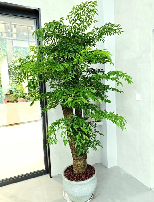 幸福树与富贵树的区别,富贵树和幸福树的养殖方法和注意事项?-第2张图片-优品飞百科 幸福树与富贵树的区别,富贵树和幸福树的养殖方法和注意事项?-第2张图片-优品飞百科