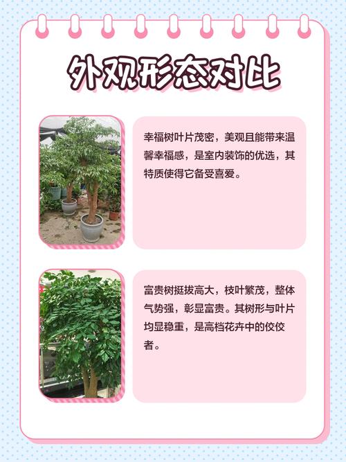 幸福树与富贵树的区别,富贵树和幸福树的养殖方法和注意事项?-第3张图片-优品飞百科 幸福树与富贵树的区别,富贵树和幸福树的养殖方法和注意事项?-第3张图片-优品飞百科