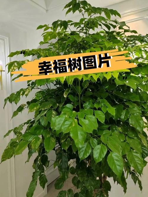 幸福树与富贵树的区别,富贵树和幸福树的养殖方法和注意事项?-第4张图片-优品飞百科 幸福树与富贵树的区别,富贵树和幸福树的养殖方法和注意事项?-第4张图片-优品飞百科