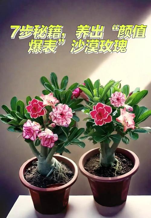 沙漠玫瑰能放卧室吗，沙漠玫瑰能放卧室吗风水好吗-第1张图片-优品飞百科