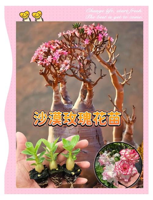 沙漠玫瑰能放卧室吗，沙漠玫瑰能放卧室吗风水好吗-第2张图片-优品飞百科