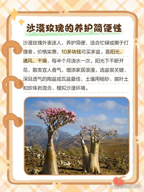 沙漠玫瑰能放卧室吗，沙漠玫瑰能放卧室吗风水好吗-第3张图片-优品飞百科