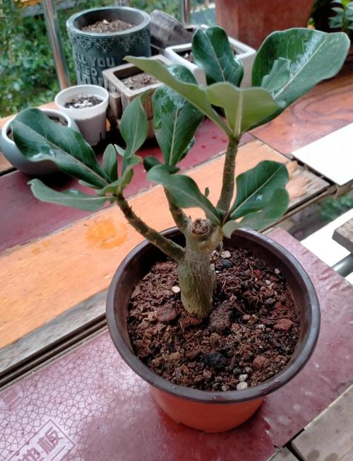 沙漠玫瑰能放卧室吗，沙漠玫瑰能放卧室吗风水好吗-第4张图片-优品飞百科