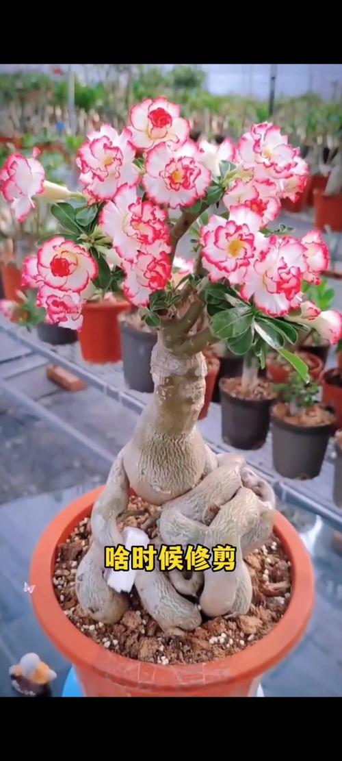 沙漠玫瑰能放卧室吗，沙漠玫瑰能放卧室吗风水好吗-第5张图片-优品飞百科