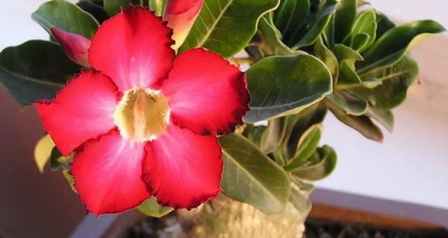 沙漠玫瑰能放卧室吗，沙漠玫瑰能放卧室吗风水好吗-第6张图片-优品飞百科