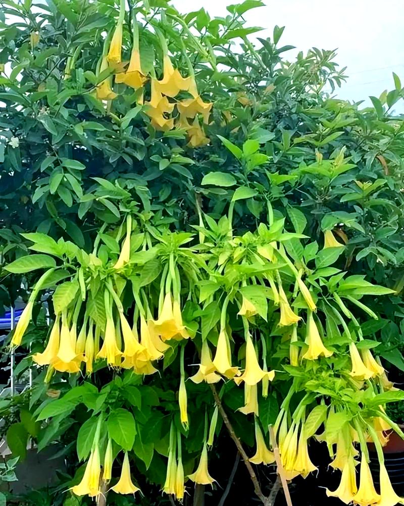 哪些花卉有毒伤人，哪些花卉有毒伤人最严重-第1张图片-优品飞百科