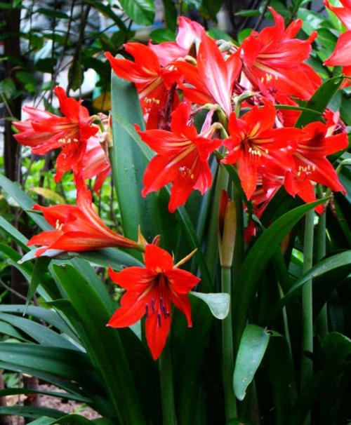 哪些花卉有毒伤人，哪些花卉有毒伤人最严重-第2张图片-优品飞百科