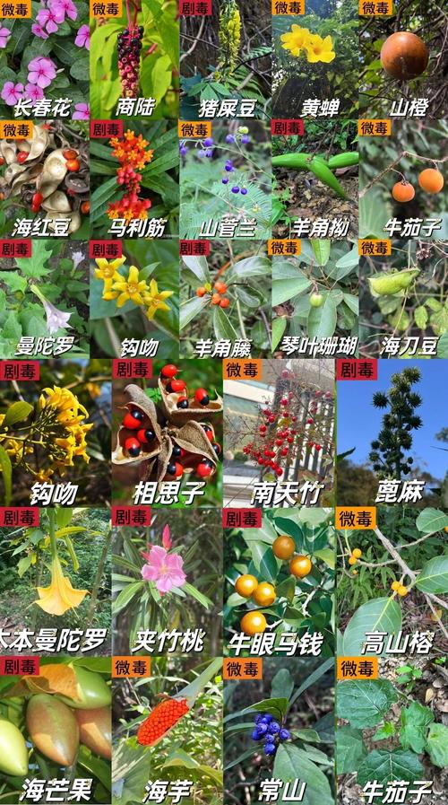 哪些花卉有毒伤人，哪些花卉有毒伤人最严重-第4张图片-优品飞百科