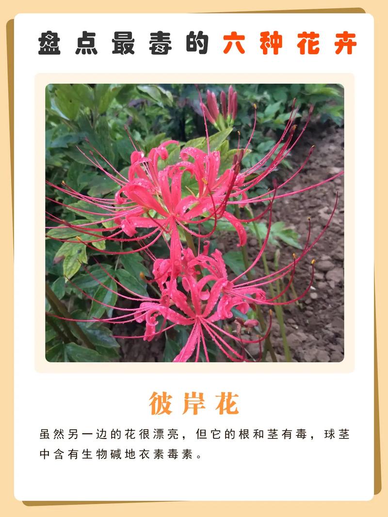 哪些花卉有毒伤人，哪些花卉有毒伤人最严重-第5张图片-优品飞百科