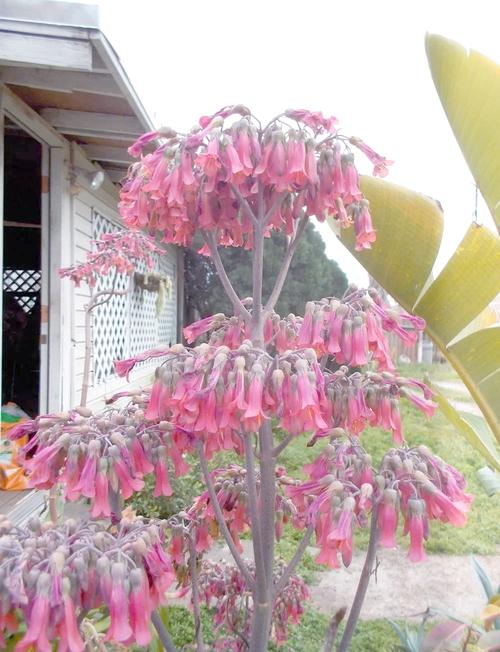 多肉不死鸟的花语,这层含义你知道吗？？多肉不死鸟出状态什么样子？