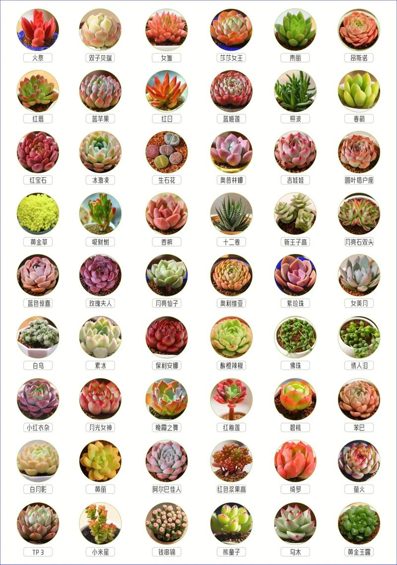 多肉不死鸟的花语,这层含义你知道吗？？多肉不死鸟出状态什么样子？-第2张图片-优品飞百科