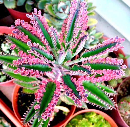 多肉不死鸟的花语,这层含义你知道吗？？多肉不死鸟出状态什么样子？-第5张图片-优品飞百科