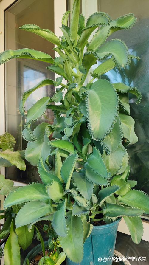 多肉不死鸟的花语,这层含义你知道吗？？多肉不死鸟出状态什么样子？-第7张图片-优品飞百科