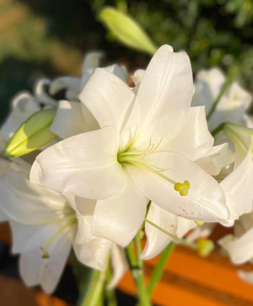 百合可以晒太阳么，晒后会死吗？百合可以晒阳光吗？-第1张图片-优品飞百科