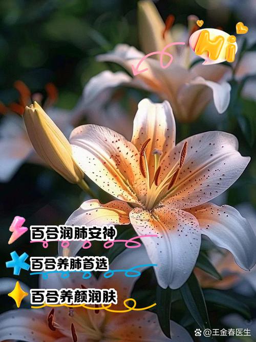 百合可以晒太阳么，晒后会死吗？百合可以晒阳光吗？-第2张图片-优品飞百科