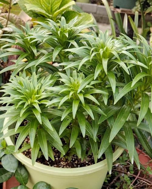 百合可以晒太阳么，晒后会死吗？百合可以晒阳光吗？-第4张图片-优品飞百科