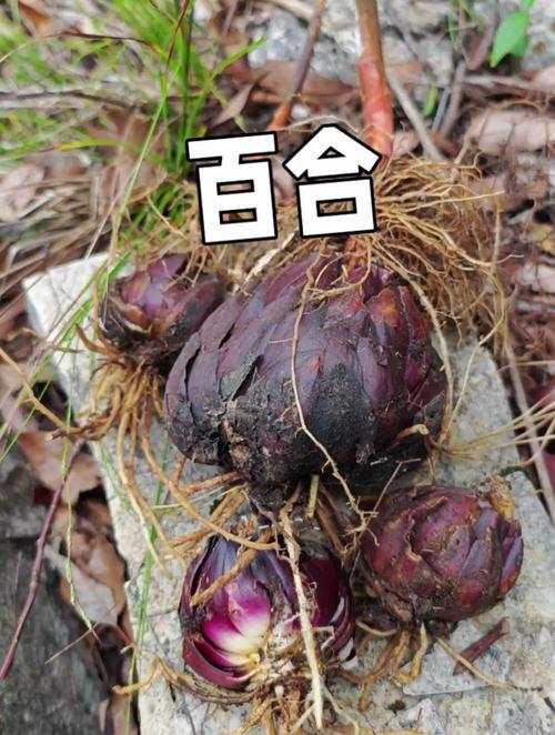 百合可以晒太阳么，晒后会死吗？百合可以晒阳光吗？-第5张图片-优品飞百科