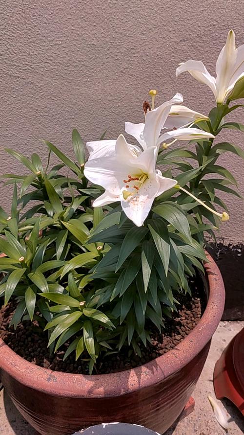 百合可以晒太阳么，晒后会死吗？百合可以晒阳光吗？-第6张图片-优品飞百科