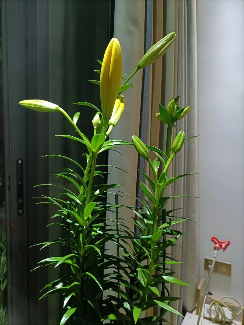 百合可以晒太阳么，晒后会死吗？百合可以晒阳光吗？-第7张图片-优品飞百科